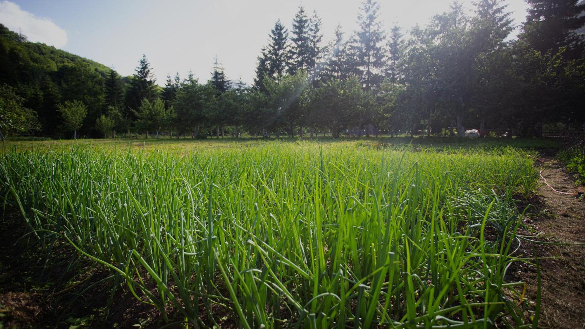 Ethno Village Stitarica Mojkovac Luaran gambar
