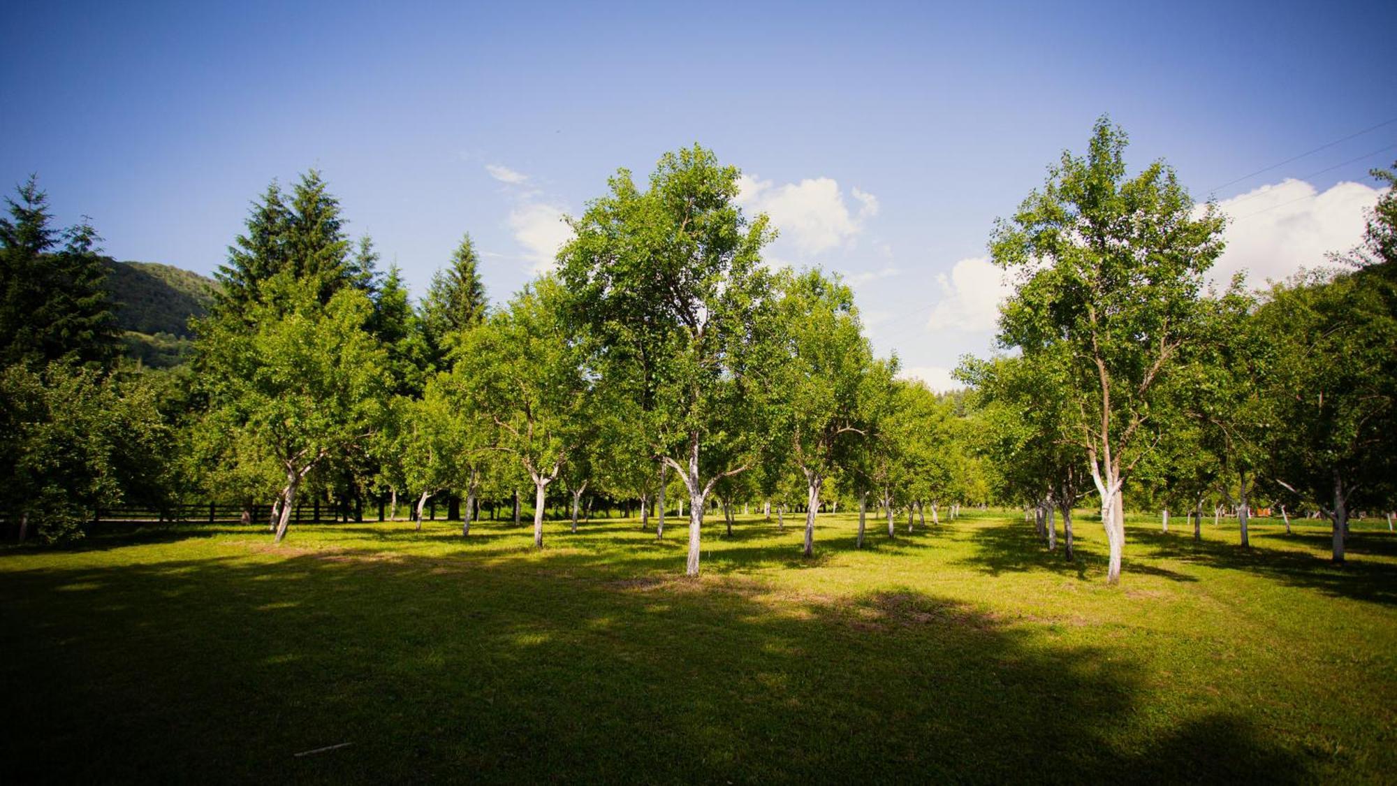 Ethno Village Stitarica Mojkovac Luaran gambar